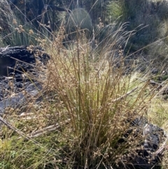 Juncus vaginatus at Rendezvous Creek, ACT - 27 May 2023 11:11 AM