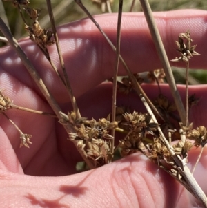 Juncus vaginatus at Rendezvous Creek, ACT - 27 May 2023 11:11 AM