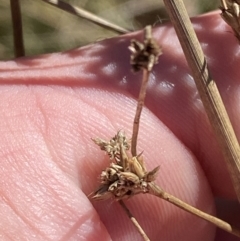 Juncus vaginatus at Rendezvous Creek, ACT - 27 May 2023 11:11 AM