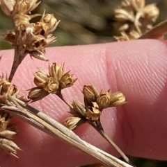 Juncus vaginatus at Rendezvous Creek, ACT - 27 May 2023 11:11 AM