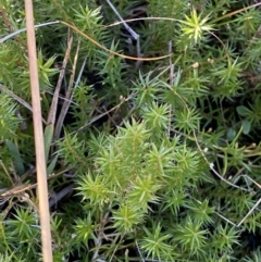 Acrotriche serrulata (Ground-berry) at Namadgi National Park - 27 May 2023 by Tapirlord