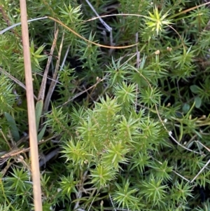 Acrotriche serrulata at Rendezvous Creek, ACT - 27 May 2023