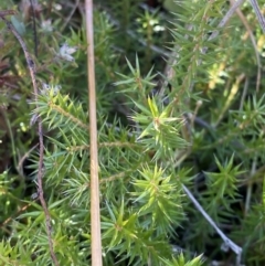 Acrotriche serrulata at Rendezvous Creek, ACT - 27 May 2023