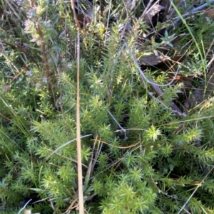 Acrotriche serrulata at Rendezvous Creek, ACT - 27 May 2023