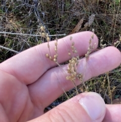 Juncus subsecundus (Finger Rush) at Namadgi National Park - 27 May 2023 by Tapirlord