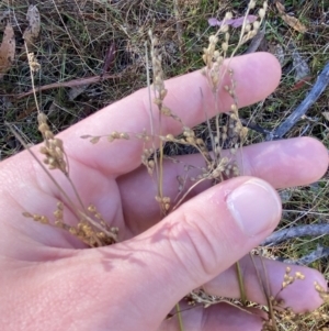 Juncus subsecundus at Rendezvous Creek, ACT - 27 May 2023