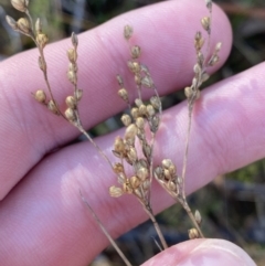 Juncus subsecundus at Rendezvous Creek, ACT - 27 May 2023 11:10 AM