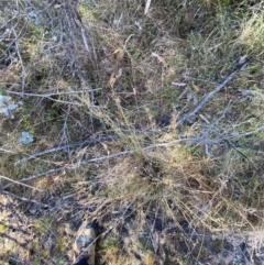 Juncus subsecundus at Rendezvous Creek, ACT - 27 May 2023