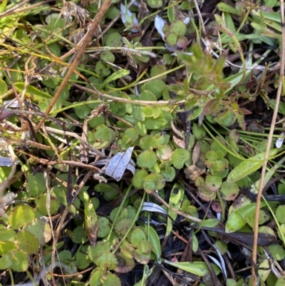 Gonocarpus micranthus subsp. micranthus (Creeping Raspwort) at Namadgi National Park - 27 May 2023 by Tapirlord