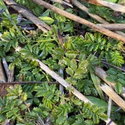 Acaena novae-zelandiae (Bidgee Widgee) at Rendezvous Creek, ACT - 27 May 2023 by Tapirlord