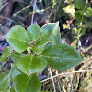 Coprosma hirtella at Rendezvous Creek, ACT - 27 May 2023