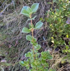 Coprosma hirtella at Rendezvous Creek, ACT - 27 May 2023