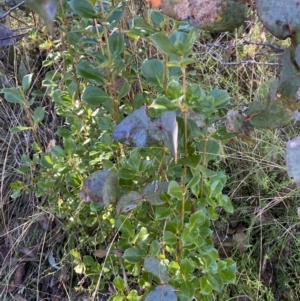 Coprosma hirtella at Rendezvous Creek, ACT - 27 May 2023