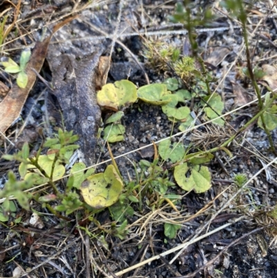 Dichondra repens (Kidney Weed) at Rendezvous Creek, ACT - 27 May 2023 by Tapirlord