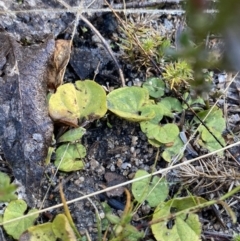 Dichondra repens at Rendezvous Creek, ACT - 27 May 2023