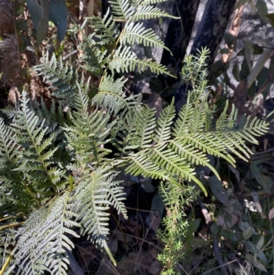 Pteridium esculentum (Bracken) at Rendezvous Creek, ACT - 27 May 2023 by Tapirlord