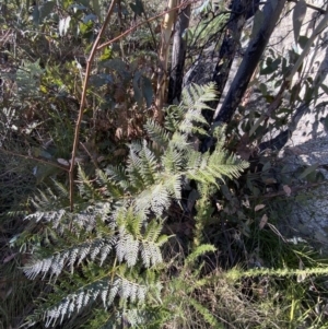 Pteridium esculentum at Rendezvous Creek, ACT - 27 May 2023