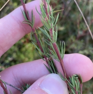 Gompholobium huegelii at Rendezvous Creek, ACT - 27 May 2023