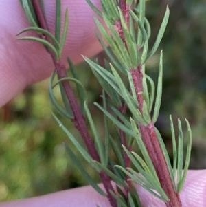 Gompholobium huegelii at Rendezvous Creek, ACT - 27 May 2023