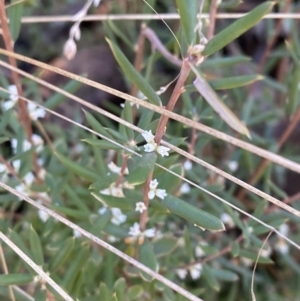 Monotoca scoparia at Rendezvous Creek, ACT - 27 May 2023 11:04 AM