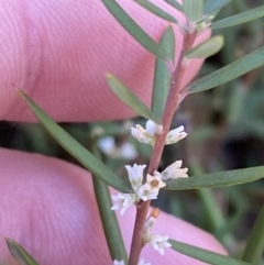 Monotoca scoparia at Rendezvous Creek, ACT - 27 May 2023