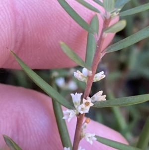 Monotoca scoparia at Rendezvous Creek, ACT - 27 May 2023