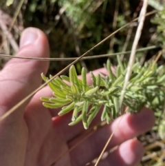 Grevillea lanigera (Woolly Grevillea) at Namadgi National Park - 27 May 2023 by Tapirlord