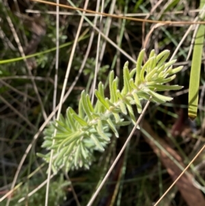 Grevillea lanigera at Rendezvous Creek, ACT - 27 May 2023