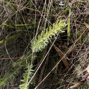 Grevillea lanigera at Rendezvous Creek, ACT - 27 May 2023