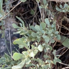 Hibbertia obtusifolia (Grey Guinea-flower) at Namadgi National Park - 27 May 2023 by Tapirlord