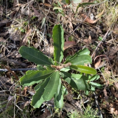 Banksia marginata (Silver Banksia) at Namadgi National Park - 27 May 2023 by Tapirlord