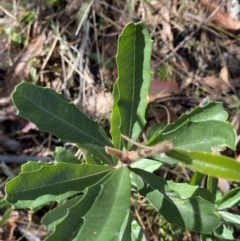 Banksia marginata at Rendezvous Creek, ACT - 27 May 2023