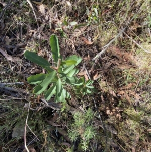 Banksia marginata at Rendezvous Creek, ACT - 27 May 2023