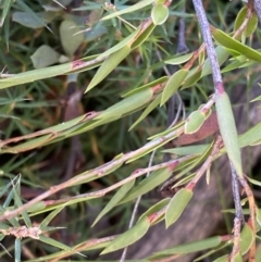 Leucopogon virgatus at Rendezvous Creek, ACT - 27 May 2023