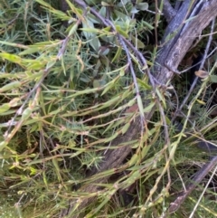 Leucopogon virgatus at Rendezvous Creek, ACT - 27 May 2023