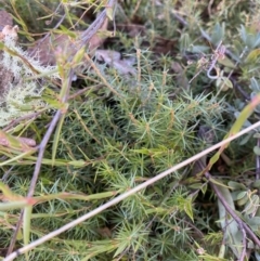 Acrotriche serrulata (Ground-berry) at Namadgi National Park - 27 May 2023 by Tapirlord