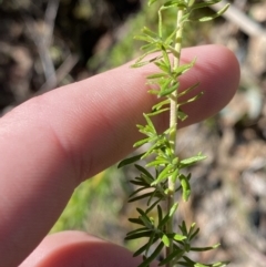 Cassinia aculeata subsp. aculeata (Dolly Bush, Common Cassinia, Dogwood) at Namadgi National Park - 27 May 2023 by Tapirlord