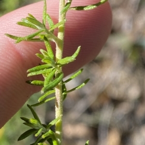 Cassinia aculeata subsp. aculeata at Rendezvous Creek, ACT - 27 May 2023 11:02 AM