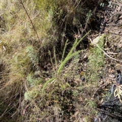 Cassinia aculeata subsp. aculeata at Rendezvous Creek, ACT - 27 May 2023 11:02 AM