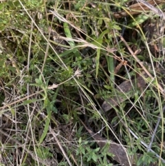 Gonocarpus tetragynus (Common Raspwort) at Rendezvous Creek, ACT - 27 May 2023 by Tapirlord