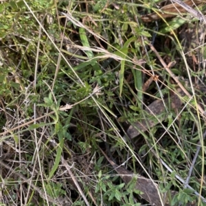 Gonocarpus tetragynus at Rendezvous Creek, ACT - 27 May 2023