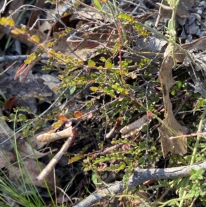 Bossiaea buxifolia at Rendezvous Creek, ACT - 27 May 2023