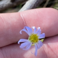 Brachyscome rigidula (Hairy Cut-leaf Daisy) at Rendezvous Creek, ACT - 27 May 2023 by Tapirlord