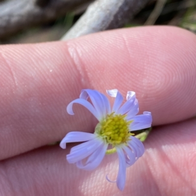 Brachyscome rigidula (Hairy Cut-leaf Daisy) at Namadgi National Park - 27 May 2023 by Tapirlord