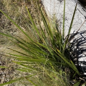 Dianella revoluta var. revoluta at Rendezvous Creek, ACT - 27 May 2023 10:59 AM