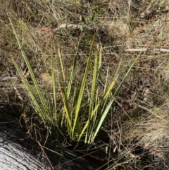 Dianella revoluta var. revoluta at Rendezvous Creek, ACT - 27 May 2023