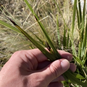 Dianella revoluta var. revoluta at Rendezvous Creek, ACT - 27 May 2023