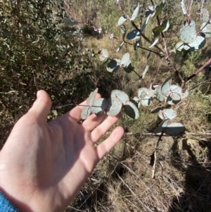 Eucalyptus rubida at Rendezvous Creek, ACT - 27 May 2023 10:59 AM