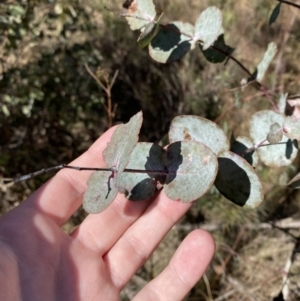 Eucalyptus rubida at Rendezvous Creek, ACT - 27 May 2023 10:59 AM