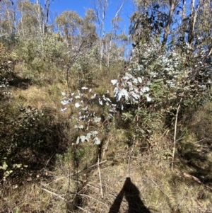 Eucalyptus rubida at Rendezvous Creek, ACT - 27 May 2023 10:59 AM